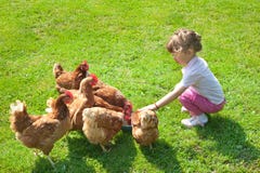 Fille et poulets images libres de droits Fille et poulets images libres de droits