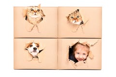 Fille mignonne et regards drôles d'animaux familiers hors d'un trou déchiré dans une boîte photos libres de droits Fille mignonne et regards drôles d'animaux familiers hors d'un trou déchiré dans une boîte photos libres de droits
