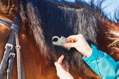 Fille peignant la crinière noire de cheval avec un peigne images stock Fille peignant la crinière noire de cheval avec un peigne images stock