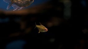 Filming under water, a beautiful sea world, rare, exotic fish. Ocean diving stock video Filming under water, a beautiful sea world, rare, exotic fish. Ocean diving stock video