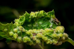 Filoksery vastatrix, Daktulosphaira vitifoliae, winograd choroba obraz royalty free Filoksery vastatrix, Daktulosphaira vitifoliae, winograd choroba obraz royalty free