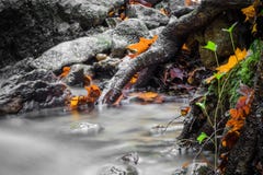 Fim bonito do detalhe acima do rio macio do cetim liso de seda que flui em cores seletivas vívidas da queda da floresta Fotografia de Stock Fim bonito do detalhe acima do rio macio do cetim liso de seda que flui em cores seletivas vívidas da queda da floresta Fotografia de Stock