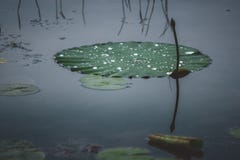 Fim de Lily Pad acima imagens de stock royalty free Fim de Lily Pad acima imagens de stock royalty free