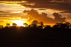 Fim de um Safari-dia, por do sol atrás das árvores em África fotos de stock Fim de um Safari-dia, por do sol atrás das árvores em África fotos de stock