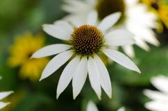 Fim do swan branco” do purpurea  do Echinacea “acima com um fundo smudgy de flores amarelas e brancas imagem de stock royalty free Fim do swan branco” do purpurea  do Echinacea “acima com um fundo smudgy de flores amarelas e brancas imagem de stock royalty free