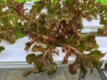 Fim fresco da alface do carvalho vermelho acima da bandeja branca da água interna na planta hidropônica imagem de stock Fim fresco da alface do carvalho vermelho acima da bandeja branca da água interna na planta hidropônica imagem de stock