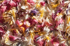 Fin colorée dispersée tombée de fond de pétales de fleur, rose sensible, macro jaune, blanc, pourpre de contexte de pétales image stock Fin colorée dispersée tombée de fond de pétales de fleur, rose sensible, macro jaune, blanc, pourpre de contexte de pétales image stock