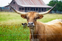 Fin de boeuf de longhorn sur une route de campagne dans Texas Hill Country rural photo libre de droits Fin de boeuf de longhorn sur une route de campagne dans Texas Hill Country rural photo libre de droits