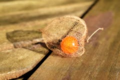 Fin de coqueret comestible de Physalis vers le haut de fond sur une table photographie stock libre de droits Fin de coqueret comestible de Physalis vers le haut de fond sur une table photographie stock libre de droits