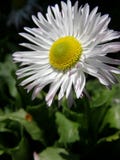 Fin de fleur de marguerite vers le haut image stock Fin de fleur de marguerite vers le haut image stock