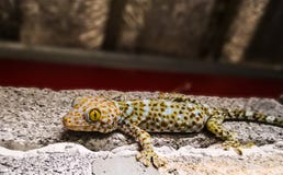 Fin de gecko de Tokay vers le haut photographie stock libre de droits Fin de gecko de Tokay vers le haut photographie stock libre de droits