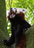 Fin de visage de panda rouge avec le fond vert blured photo libre de droits Fin de visage de panda rouge avec le fond vert blured photo libre de droits