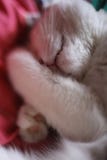 Fin mignonne de sommeil de chat de courrier de Tom vers le haut de photo image stock Fin mignonne de sommeil de chat de courrier de Tom vers le haut de photo image stock