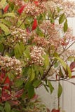 Fin rouge d'arbuste de Robin de Photinia photos stock Fin rouge d'arbuste de Robin de Photinia photos stock