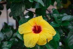 Fin vers le haut de ketmie jaune Rosa Sinensis ou de rose chinoise images libres de droits Fin vers le haut de ketmie jaune Rosa Sinensis ou de rose chinoise images libres de droits