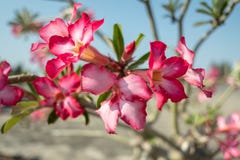 Fin vers le haut des fleurs roses avec des couchers du soleil photographie stock Fin vers le haut des fleurs roses avec des couchers du soleil photographie stock