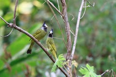 Finchbill crestato immagine stock Finchbill crestato immagine stock