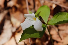 Fine bianca vistosa del fiore selvaggio del trillium di tempo di primavera su fotografia stock libera da diritti Fine bianca vistosa del fiore selvaggio del trillium di tempo di primavera su fotografia stock libera da diritti