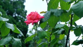 Fine della rosa dell'arancia su su un fondo delle foglie verdi archivi video Fine della rosa dell'arancia su su un fondo delle foglie verdi archivi video