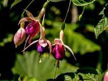 Fine di stordimento su dei cuori acquosi aperti immagini stock Fine di stordimento su dei cuori acquosi aperti immagini stock