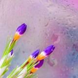 Fine fresh Crocus behind glass with rain drops. Bouquet for loved ones all occasions. Flower nature bright background stock image Fine fresh Crocus behind glass with rain drops. Bouquet for loved ones all occasions. Flower nature bright background stock image