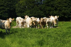 Fine Herd Of Charolais Cattle Royalty Free Stock Photography