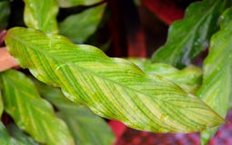 Fine su delle foglie verdi di Billbergia - fondo naturale astratto del modello dell'ambiente di struttura Fotografia Stock Fine su delle foglie verdi di Billbergia - fondo naturale astratto del modello dell'ambiente di struttura Fotografia Stock