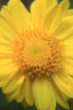 Fine sulla macro gialla del fiore per la vista superiore del fondo fotografie stock Fine sulla macro gialla del fiore per la vista superiore del fondo fotografie stock