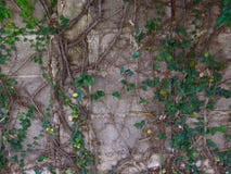 Fine sulla pianta e radice che cresce sul muro di cemento fotografia stock Fine sulla pianta e radice che cresce sul muro di cemento fotografia stock