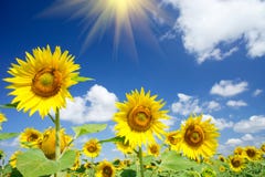 Fine Sunflowers And Fun Sun In The Sky. Stock Image Fine Sunflowers And Fun Sun In The Sky. Stock Image