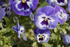 Fiołkowy pansy kwiatu altówki Ã- wittrockiana Obrazy Royalty Free Fiołkowy pansy kwiatu altówki Ã- wittrockiana Obrazy Royalty Free
