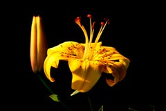 Fiore alla luce solare su un fondo scuro fotografie stock libere da diritti Fiore alla luce solare su un fondo scuro fotografie stock libere da diritti