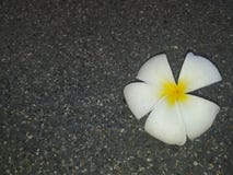 fiore bianco di plumeria bello della stazione termale dell'Asia fotografie stock fiore bianco di plumeria bello della stazione termale dell'Asia fotografie stock