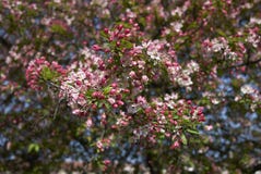 Fiore bianco di rosa di floribunda del Malus e fotografia stock Fiore bianco di rosa di floribunda del Malus e fotografia stock