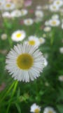 Fiore bianco molto bello di colore fotografie stock libere da diritti Fiore bianco molto bello di colore fotografie stock libere da diritti