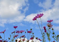 Fiore, campo, rosso, papavero, natura, molla, cielo, tulipano, estate, verde, fiore, fiori, blu, pianta, bella, bellezza, giardin fotografia stock Fiore, campo, rosso, papavero, natura, molla, cielo, tulipano, estate, verde, fiore, fiori, blu, pianta, bella, bellezza, giardin fotografia stock