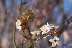 fiore del fiore di ciliegia fotografia stock libera da diritti fiore del fiore di ciliegia fotografia stock libera da diritti