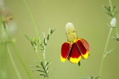 Fiore del ditale anche conosciuto come il cappello messicano, fioriture nel Texas Gambi esili lunghi con fioritura gialla ed aran fotografie stock Fiore del ditale anche conosciuto come il cappello messicano, fioriture nel Texas Gambi esili lunghi con fioritura gialla ed aran fotografie stock