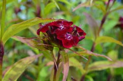 Fiore del fogliame sui precedenti del cielo immagini stock Fiore del fogliame sui precedenti del cielo immagini stock
