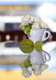 Fiore del gelsomino (per il giorno di madre della Tailandia) Fotografia Stock Libera da Diritti Fiore del gelsomino (per il giorno di madre della Tailandia) Fotografia Stock Libera da Diritti
