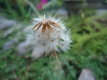 Fiore del officianale del Taraxacum della Sri Lanka fotografie stock libere da diritti Fiore del officianale del Taraxacum della Sri Lanka fotografie stock libere da diritti