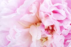 Fiore del Peony fotografie stock Fiore del Peony fotografie stock