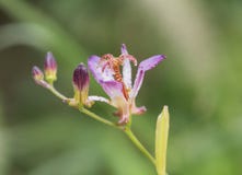 Fiore del rosso violaceo Tricyrtis immagini stock libere da diritti Fiore del rosso violaceo Tricyrtis immagini stock libere da diritti