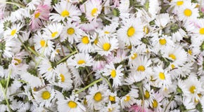 Fiore della margherita Immagine Stock Libera da Diritti Fiore della margherita Immagine Stock Libera da Diritti
