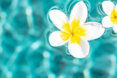 Fiore della plumeria che galleggia nella superficie dell'acqua del turchese Copia-spazio di fluttuazioni dell'acqua Fondo di conc fotografie stock Fiore della plumeria che galleggia nella superficie dell'acqua del turchese Copia-spazio di fluttuazioni dell'acqua Fondo di conc fotografie stock