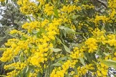 Fiore di acacia dealbata (acacia d'argento, acacia blu o mimosa) fotografia stock Fiore di acacia dealbata (acacia d'argento, acacia blu o mimosa) fotografia stock
