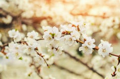 Fiore di ciliegia un giorno soleggiato, l'arrivo della molla, sbocciare degli alberi, germogli su un albero, carta da parati natu Immagini Stock Fiore di ciliegia un giorno soleggiato, l'arrivo della molla, sbocciare degli alberi, germogli su un albero, carta da parati natu Immagini Stock