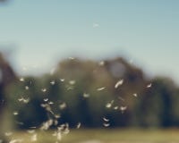 Fiore di desiderio del dente di leone che soffia nel vento immagini stock libere da diritti Fiore di desiderio del dente di leone che soffia nel vento immagini stock libere da diritti