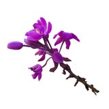 Fiore di plicata di Spathoglottis o orchidea a terra fotografia stock Fiore di plicata di Spathoglottis o orchidea a terra fotografia stock