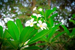 Fiore di plumeria fotografia stock Fiore di plumeria fotografia stock